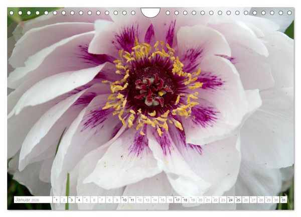 Produktbild: Pfingstrosentraum (Wandkalender 2026 DIN A4 quer), CALVENDO Monatskalender