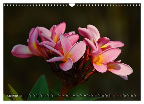 Produktbild: Tansania - Faszinierendes Afrika (Wandkalender 2026 DIN A3 quer), CALVENDO Monatskalender
