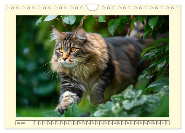 Produktbild: Main-Coon-Katzen. Die imposanten Waldkatzen im Garten (Wandkalender 2026 DIN A4 quer), CALVENDO Monatskalender