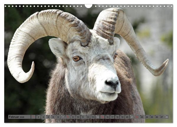 Produktbild: Wildtiere Nordamerikas (Wandkalender 2026 DIN A3 quer), CALVENDO Monatskalender