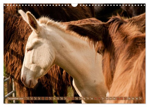 Produktbild: Wei&szlig;e Esel - M&auml;rchenhafte Langohren (Wandkalender 2026 DIN A3 quer), CALVENDO Monatskalender