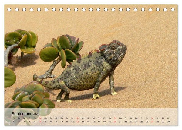 Produktbild: Kleine Reptilien (Tischkalender 2026 DIN A5 quer), CALVENDO Monatskalender
