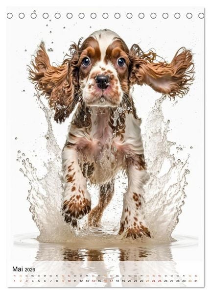 Produktbild: Cocker Spaniel - ein Hund f&uuml;r die Familie (Tischkalender 2026 DIN A5 hoch), CALVENDO Monatskalender