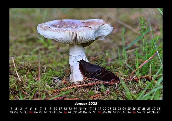 Produktbild: Pilzkalender 2025 Fotokalender DIN A3