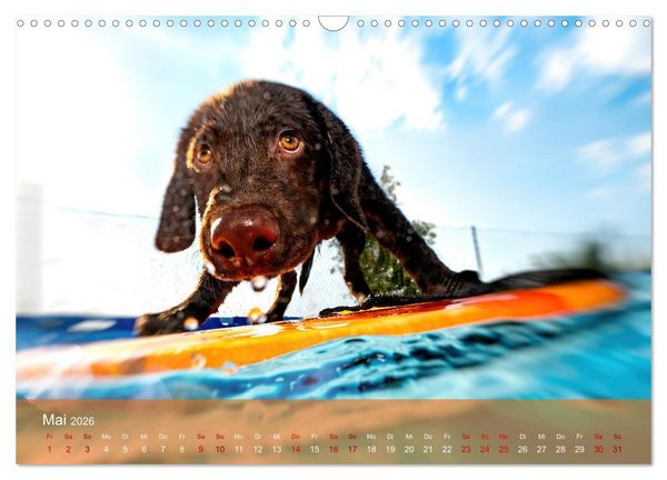 Produktbild: Retriever - Mit DIR hol ich die Sterne vom Himmel (Wandkalender 2026 DIN A3 quer), CALVENDO Monatskalender