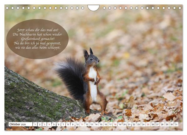 Produktbild: Eichh&ouml;rnchen - Lustige Kurzgeschichten mit den quirligen Wildtieren (Wandkalender 2026 DIN A4 quer), CALVENDO Monatskalender