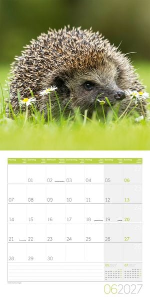 Produktbild: Igel Kalender 2027 - 30x30 - Art12