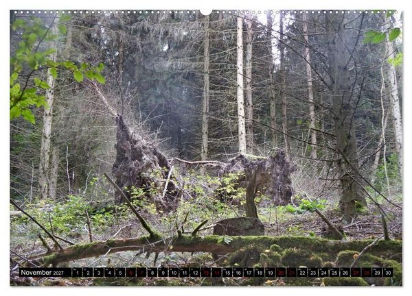 Produktbild: Naturwunder Wald (hochwertiger Premium Wandkalender 2027 DIN A2 quer), Kunstdruck in Hochglanz