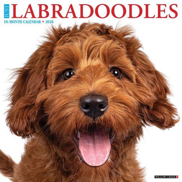 Produktbild: Labradoodles 2026 Wall Calendar