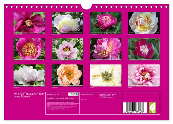 Produktbild: PFINGSTROSEN Rosen ohne Dornen (Wandkalender 2026 DIN A4 quer), CALVENDO Monatskalender