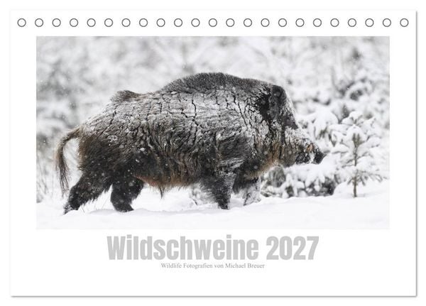 Produktbild: Wildschweine &ndash; Wildlife Fotografien (Tischkalender 2027 DIN A5 quer), CALVENDO Monatskalender