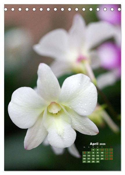 Produktbild: Traumhafte Orchideen (Tischkalender 2026 DIN A5 hoch), CALVENDO Monatskalender