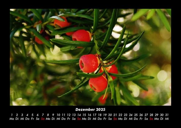 Produktbild: Pflanzen und Bl&uuml;ten 2025 Fotokalender DIN A3