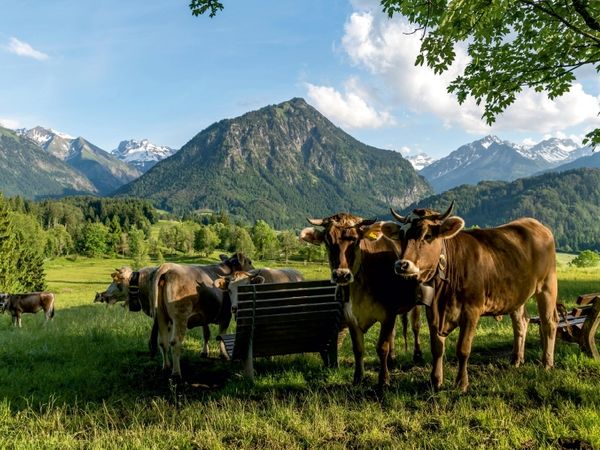 Produktbild: Allg&auml;uer Braunvieh (Puzzle)