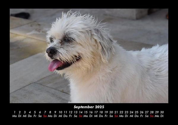Produktbild: Haustierkalender 2025 Fotokalender DIN A3
