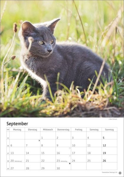 Produktbild: Katzen Kalender 2027