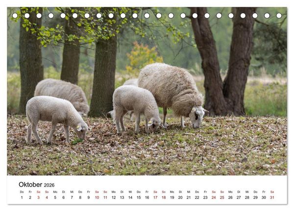 Produktbild: Alte Nutztierrassen 2026 (Tischkalender 2026 DIN A5 quer), CALVENDO Monatskalender