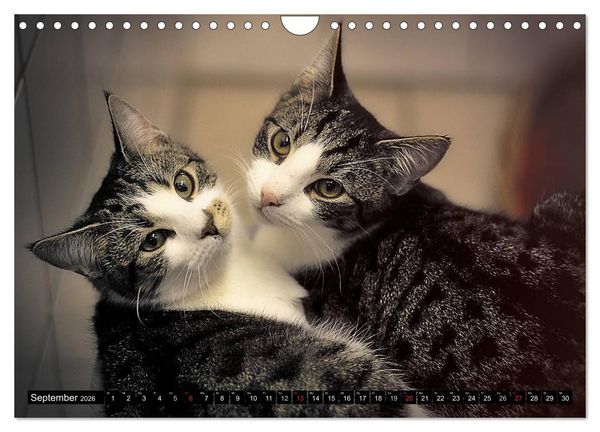 Produktbild: Tierheim - Miezen (Wandkalender 2026 DIN A4 quer), CALVENDO Monatskalender