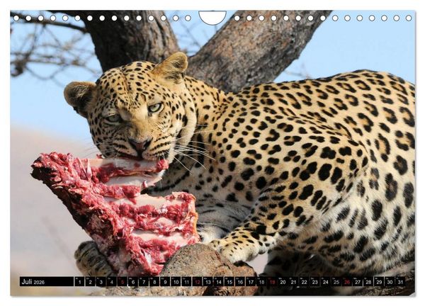 Produktbild: Faszination Afrika: Der Leopard (Wandkalender 2026 DIN A4 quer), CALVENDO Monatskalender