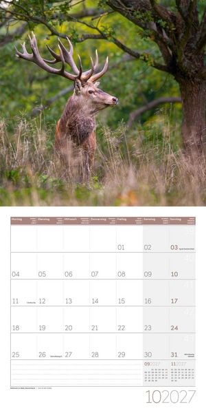 Produktbild: Zauber des Waldes Kalender 2027 - 30x30 - Art12