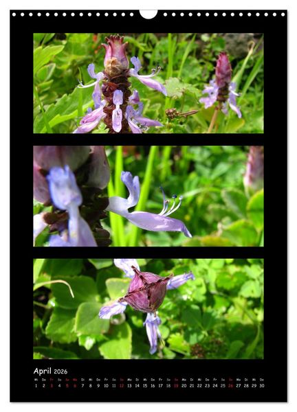 Produktbild: ZAUBERWELT DER BLUMEN - EISKRISTALLE & WASSERPERLEN (Wandkalender 2026 DIN A3 hoch), CALVENDO Monatskalender