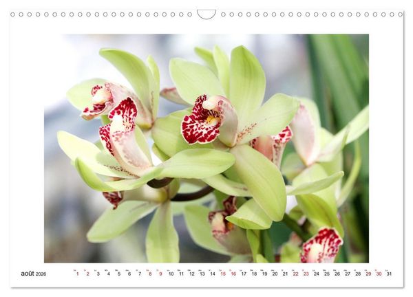 Produktbild: Mon r&ecirc;ve d'orchid&eacute;es (Calendrier mural 2026 DIN A3 vertical), CALVENDO calendrier mensuel