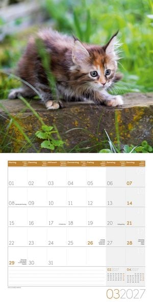Produktbild: Katzen Kalender 2027 - 30x30 - Art12