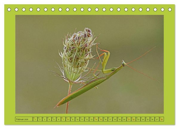 Produktbild: Die Gottesanbeterin Mantis Religiosa (Tischkalender 2026 DIN A5 quer), CALVENDO Monatskalender