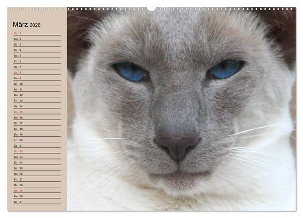 Produktbild: Siamkatzen - Kleiner Frechdachs mit Familie (hochwertiger Premium Wandkalender 2026 DIN A2 quer), Kunstdruck in Hochglanz