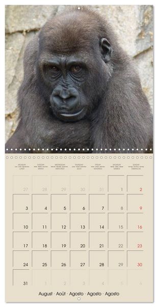 Produktbild: Gorillas &bull; The Gentle Giants (Wall Calendar 2026 12 &times; 12 Inch) CALVENDO 12 Month Wall Calendar