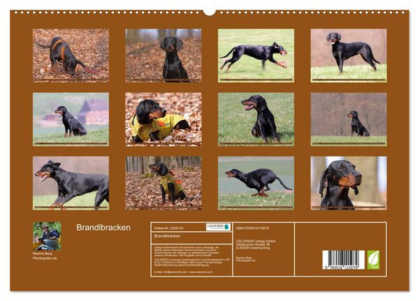 Produktbild: Brandlbracken (hochwertiger Premium Wandkalender 2026 DIN A2 quer), Kunstdruck in Hochglanz