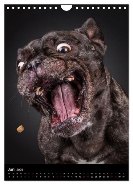 Produktbild: Bullyzauber - Franz&ouml;sische Bulldoggen (Wandkalender 2026 DIN A4 hoch), CALVENDO Monatskalender