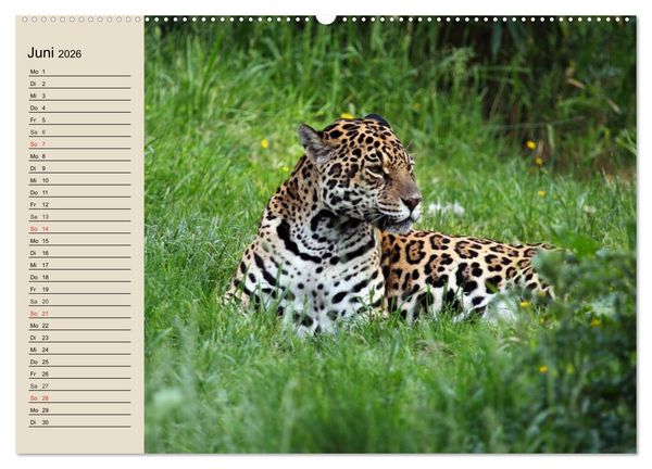 Produktbild: Regenwald. Tiere im Dschungel (hochwertiger Premium Wandkalender 2026 DIN A2 quer), Kunstdruck in Hochglanz