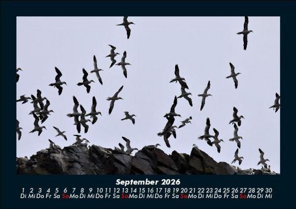 Produktbild: Vogelparadies 2026 Fotokalender DIN A5