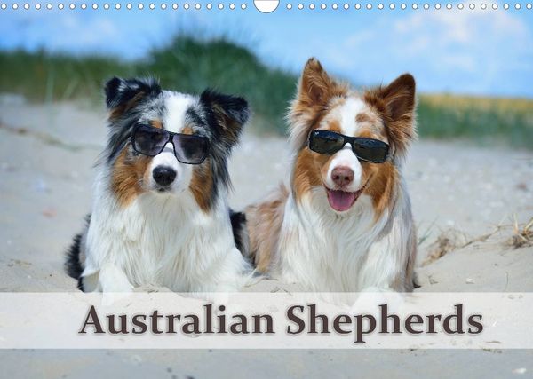 Produktbild: Wunderbare Australian Shepherds (Wandkalender 2022 DIN A3 quer)