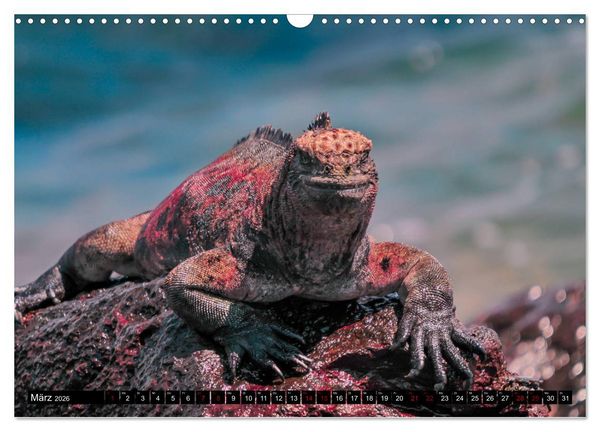 Produktbild: Naturparadies Galapagos - UNESCO Weltkulturerbe (Wandkalender 2026 DIN A3 quer), CALVENDO Monatskalender