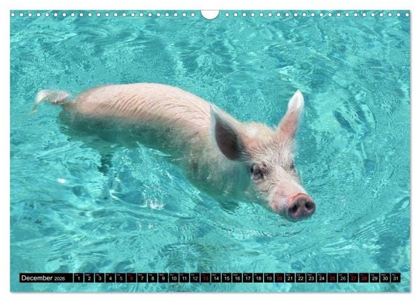 Produktbild: The Swimming Pigs of Bahamas (Wall Calendar 2026 DIN A3 landscape), CALVENDO 12 Month Wall Calendar