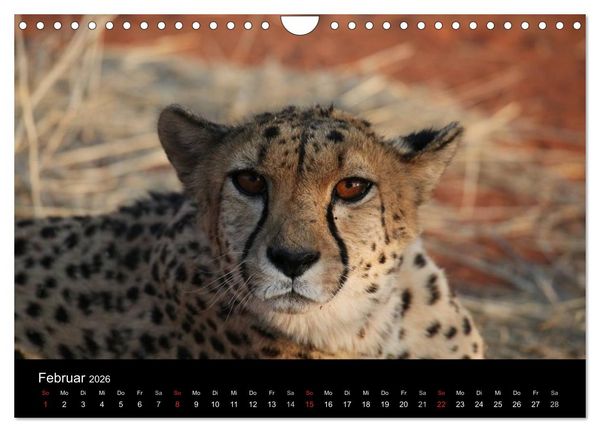 Produktbild: Eindr&uuml;cke aus Namibia (Wandkalender 2026 DIN A4 quer), CALVENDO Monatskalender