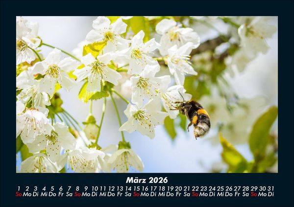 Produktbild: Blumenkalender 2026 Fotokalender DIN A5