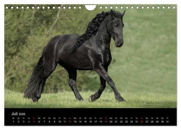 Produktbild: Friesen - Sch&ouml;nheit, Kraft und Eleganz (Wandkalender 2026 DIN A4 quer), CALVENDO Monatskalender