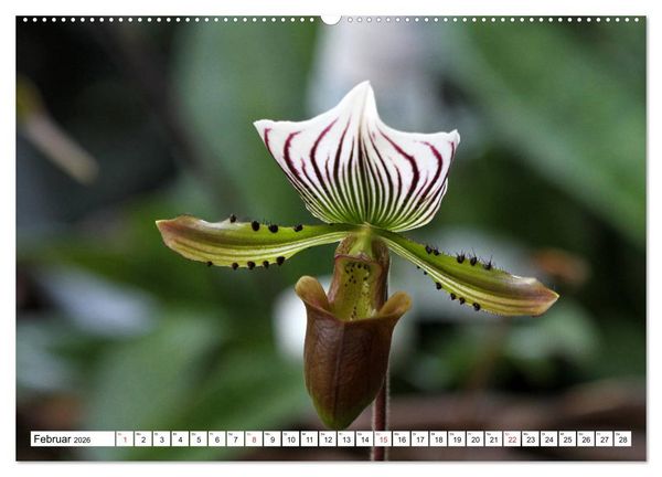 Produktbild: Prachtvolle Orchideen (hochwertiger Premium Wandkalender 2026 DIN A2 quer), Kunstdruck in Hochglanz