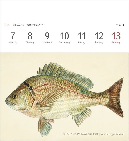 Produktbild: Fische Postkartenkalender 2027 - Postkartenkalender mit 53 historischen Zeichnungen