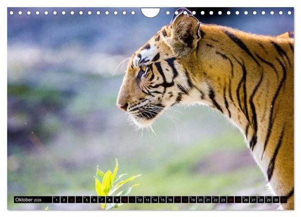 Produktbild: Indien - Im Reich des Tigers (Wandkalender 2026 DIN A4 quer), CALVENDO Monatskalender