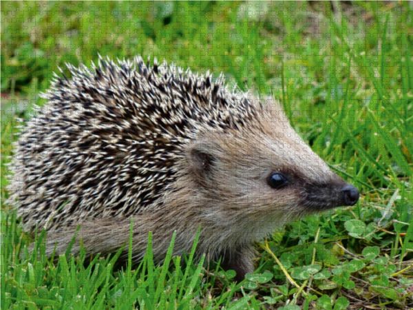 Produktbild: CALVENDO Puzzle Igel auf der Wiese 1000 Teile Lege-Gr&ouml;&szlig;e 64 x 48 cm Foto-Puzzle Bild von Kattobello