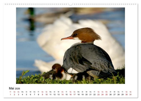 Produktbild: Nymphenburger Park (hochwertiger Premium Wandkalender 2026 DIN A2 quer), Kunstdruck in Hochglanz