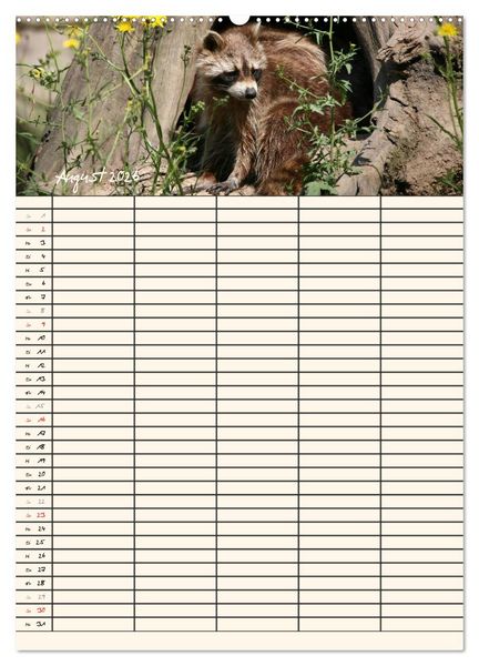 Produktbild: Waschb&auml;ren Familienplaner (Wandkalender 2026 DIN A2 hoch), CALVENDO Monatskalender