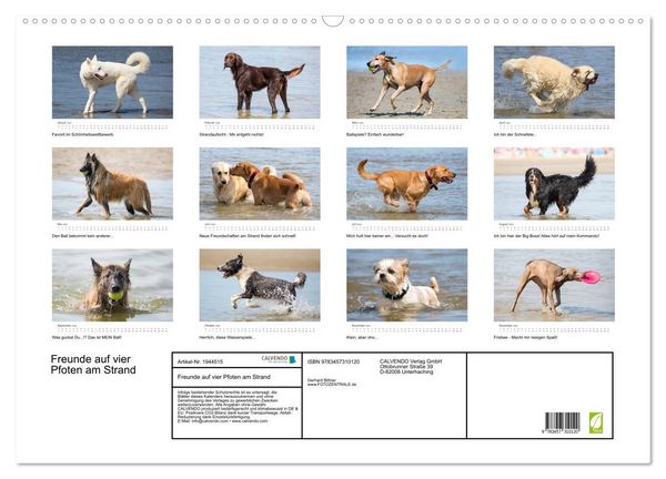 Produktbild: Freunde auf vier Pfoten am Strand (Wandkalender 2026 DIN A2 quer), CALVENDO Monatskalender