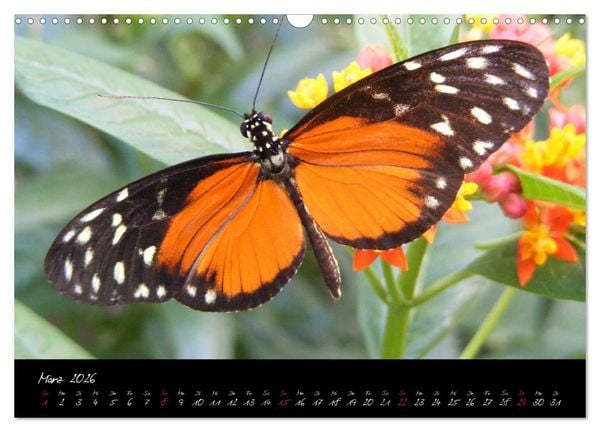 Produktbild: Schmetterlinge (Wandkalender 2026 DIN A3 quer), CALVENDO Monatskalender