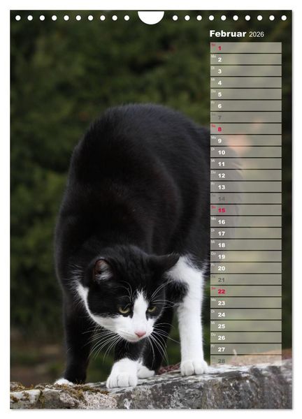 Produktbild: Hauskatzen (Wandkalender 2026 DIN A4 hoch), CALVENDO Monatskalender