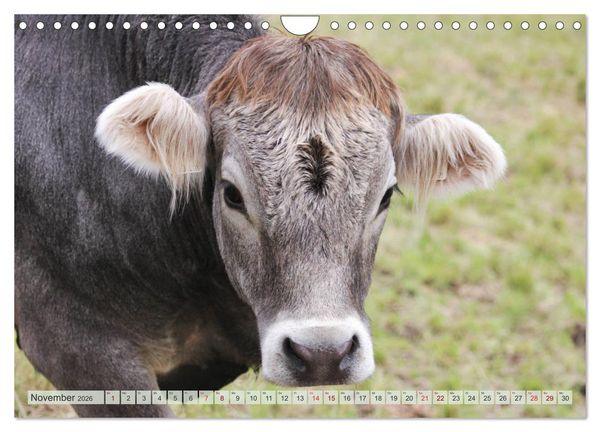 Produktbild: Alpenrinder (Wandkalender 2026 DIN A4 quer), CALVENDO Monatskalender